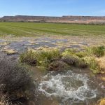 Nurturing the Land: The Vital Role of the Lower Virgin River in Alfalfa Farming